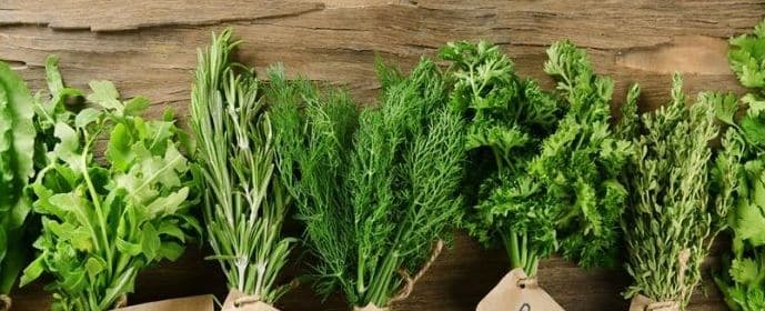 hierbas aromáticas 
