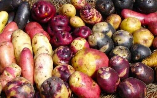 papas peruanas
